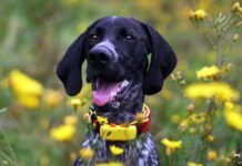 Hogyan kövessük nyomon házi kedvenceinket? Hogyan kövessük nyomon házi kedvenceinket?