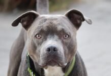 Pitbull, a kutyatársadalom kirekesztettje